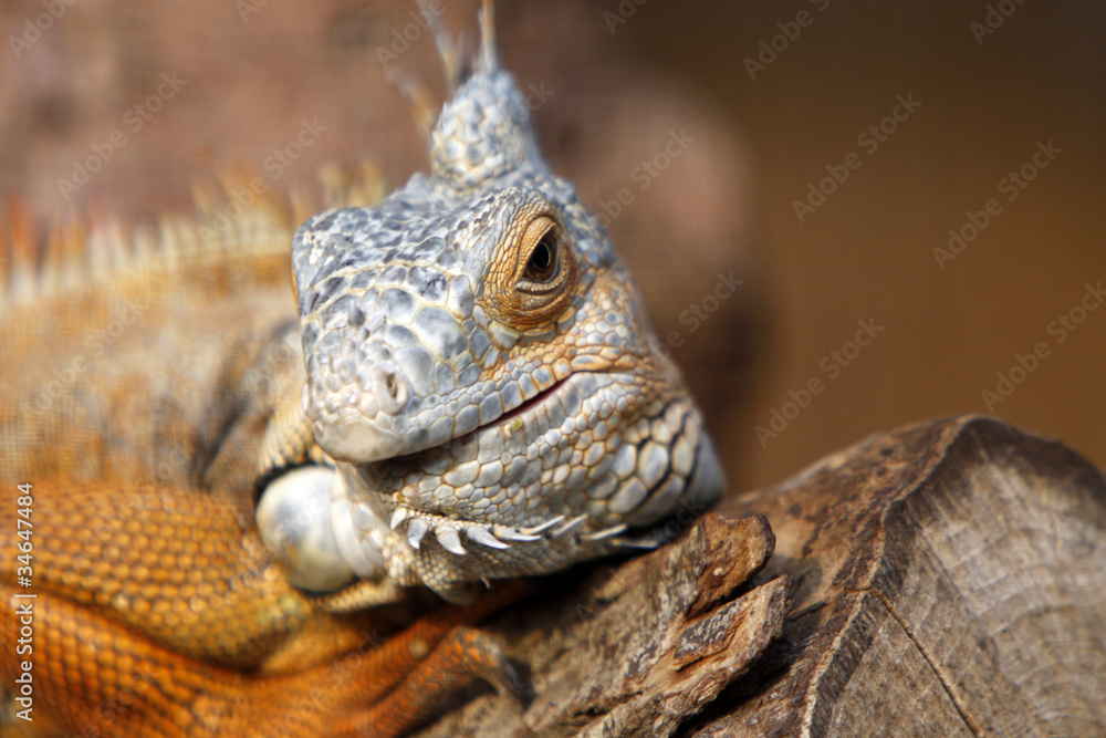 Obraz premium Grüner Leguan (braunes Exemplar)