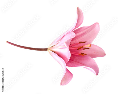 Flower of pink lily isolated on a white background
