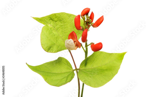 Runner bean flower