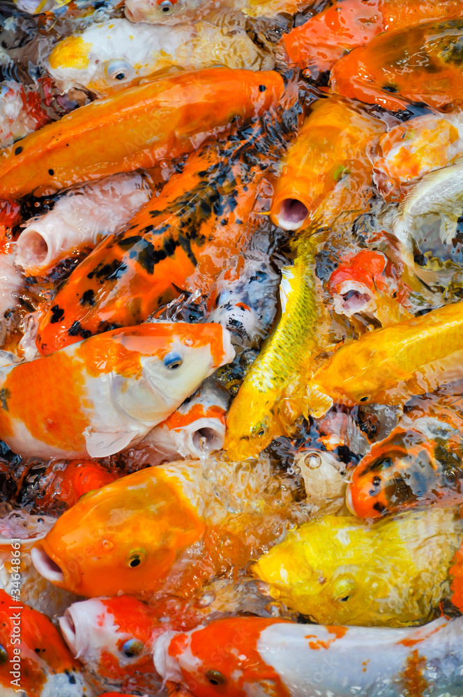 colorful koi carps in a feeding frenzy colorful koi carps in a feeding frenzy