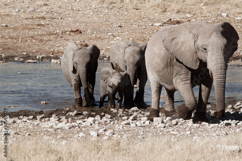 Africa - elephant family