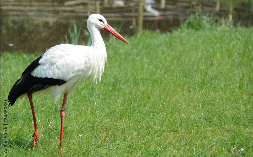 Storch Storch