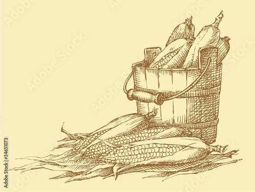 Vector still life. Sketch of the harvest of corn cobs