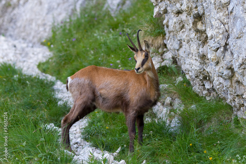 Photos chamois (Rupicapra Carpatica)