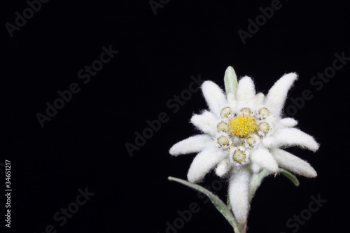 edelweiss