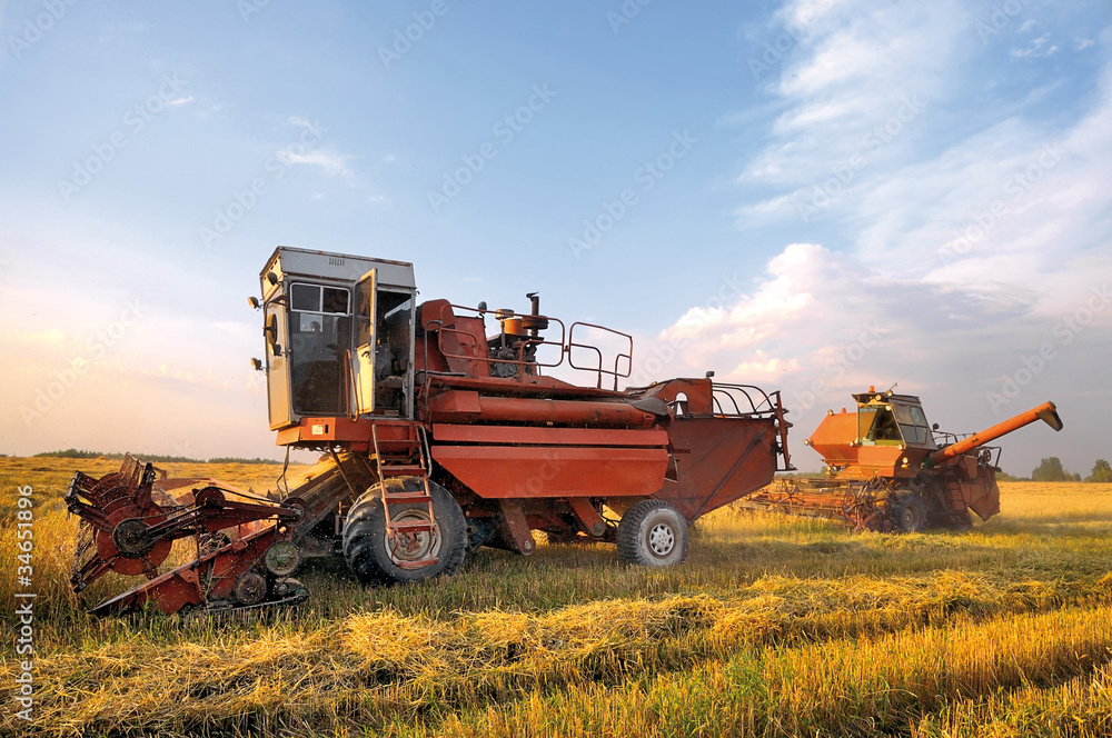 Fototapeta premium Combine harvesting