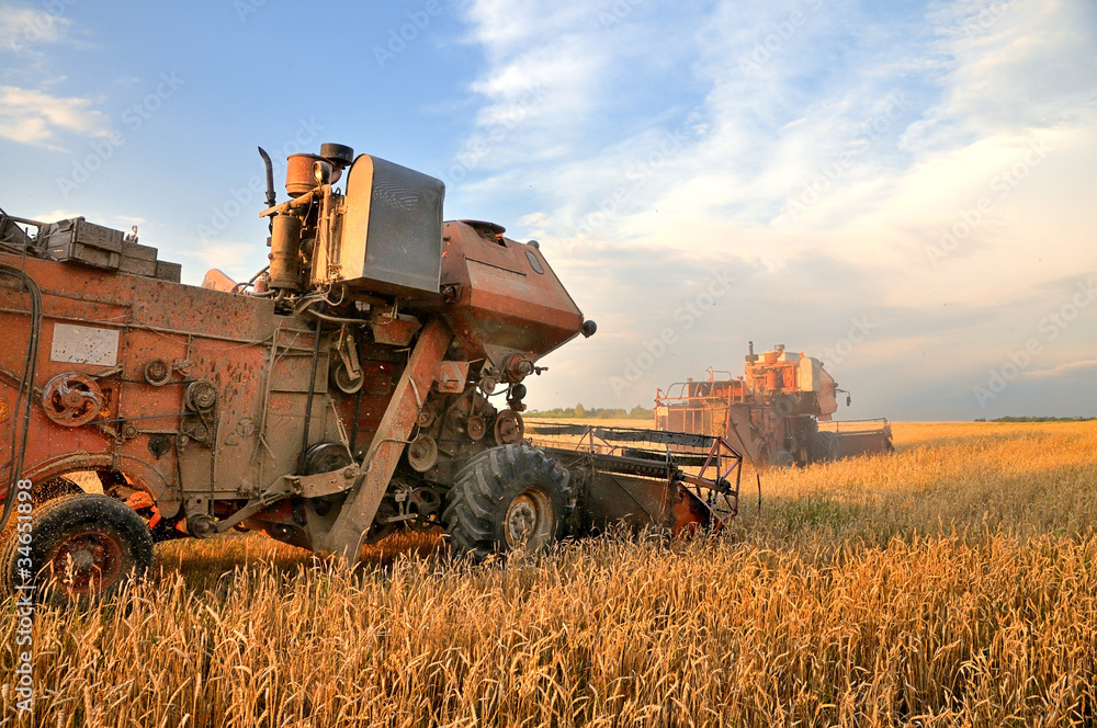 Fototapeta premium Combine harvesting