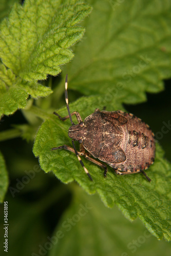 Fleckige Brutwanze (Elasmucha grisea) photo