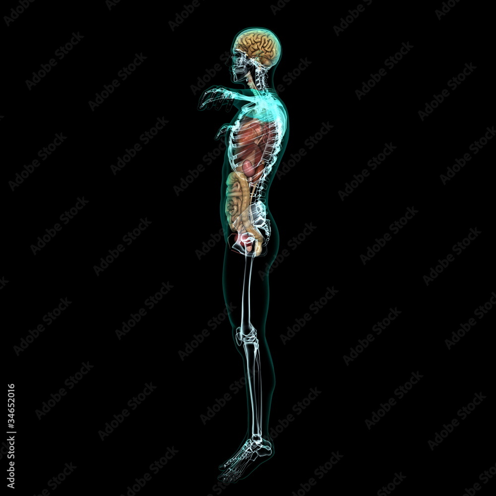 人体 人体