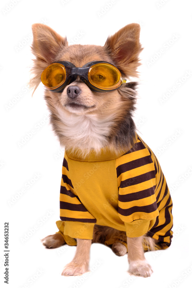 Small dog wearing suit and goggles