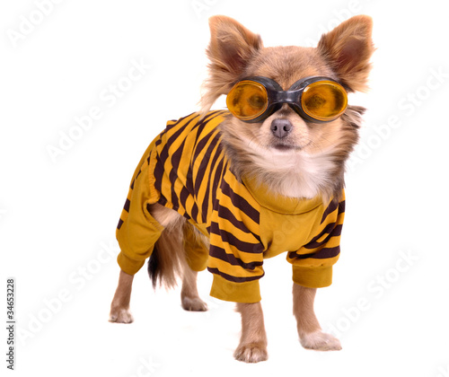 Chihuahua puppy wearing yellow suit and goggles