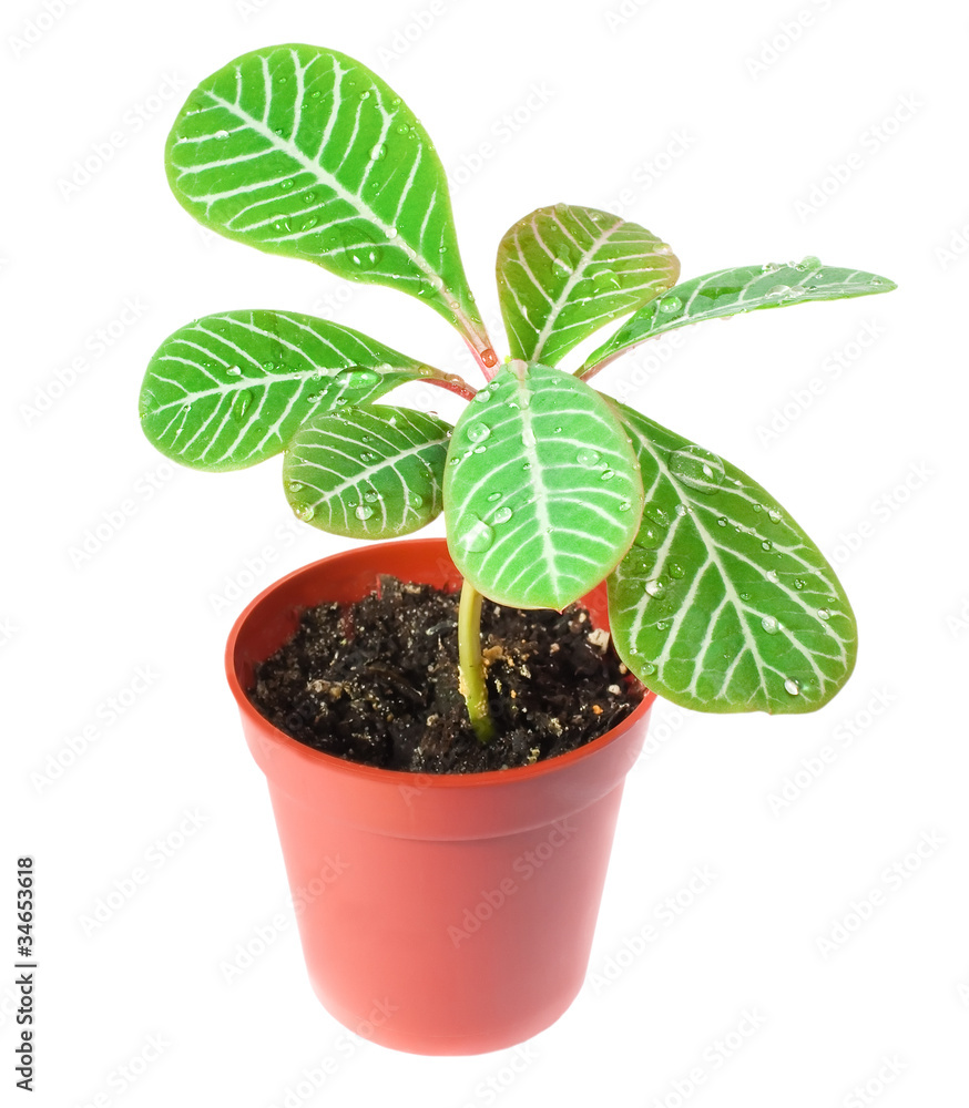 A small palm in a pot isolated on white A small palm in a pot isolated on white