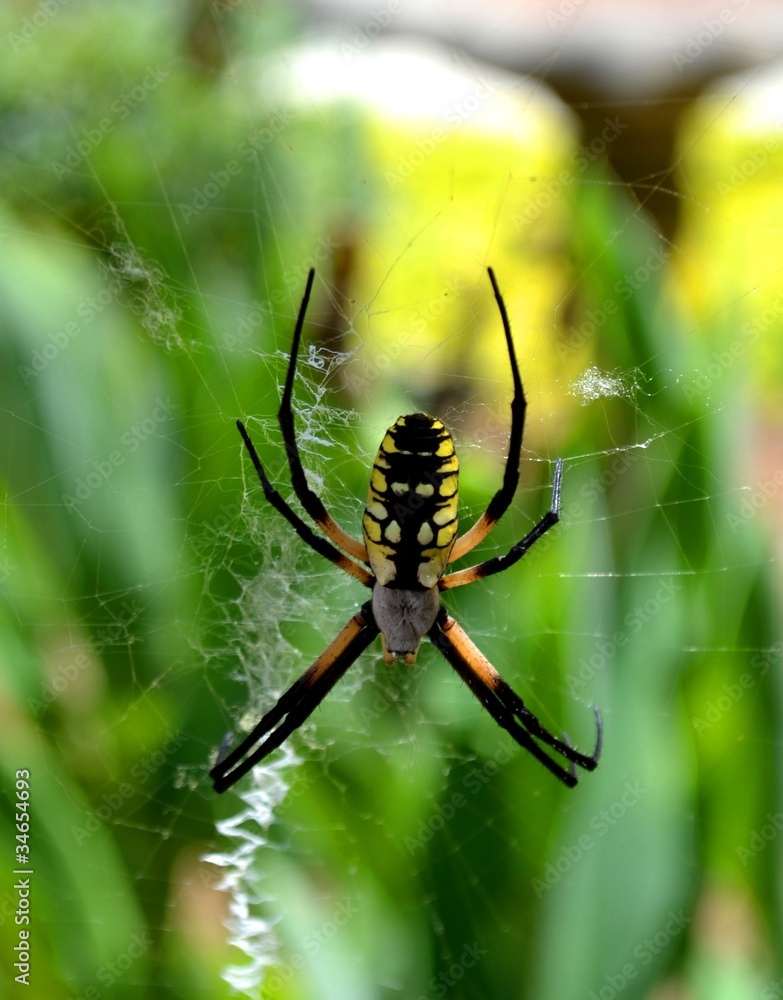 Argiope Aurantia, a black and yellow garden spider Argiope Aurantia, a black and yellow garden spider
