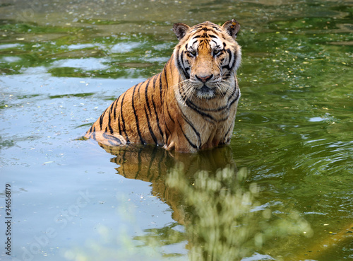 tiger in water