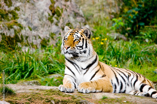 Tiger Panthera tigris altaica