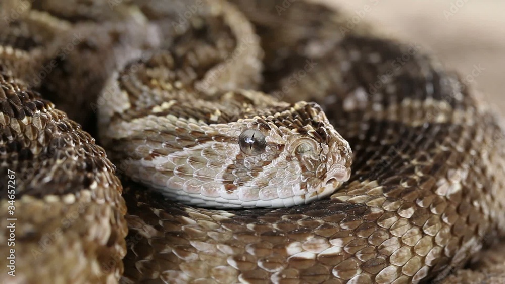 Puff adder snake in defensive position with flicking tongue Puff adder snake in defensive position with flicking tongue