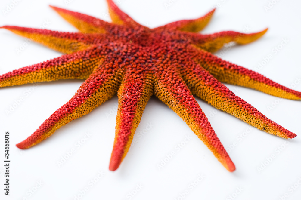 starfish starfish