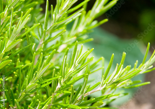 Sweet rosemary leaves