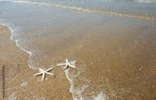 couple of starfish