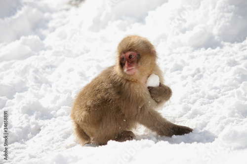 スノーモンキー