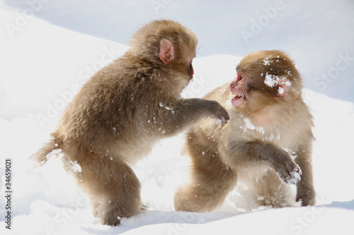 スノーモンキー