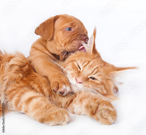 Cat and dog