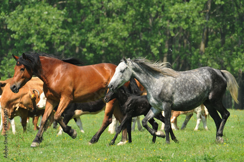 herd of horses in the race