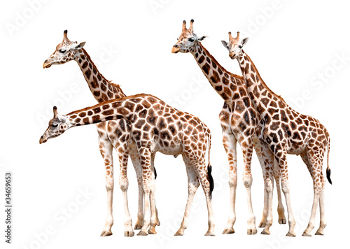 giraffes isolated
