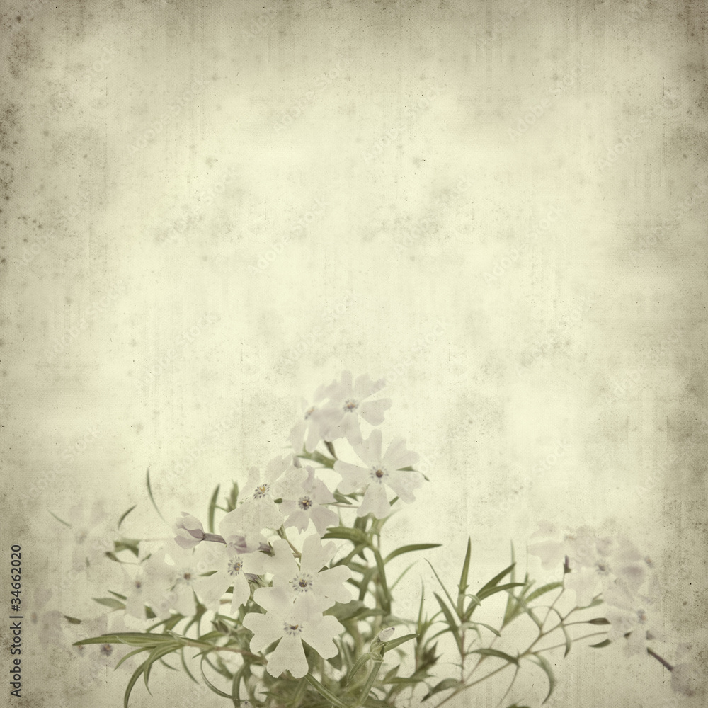 old paper background with phlox subulata old paper background with phlox subulata