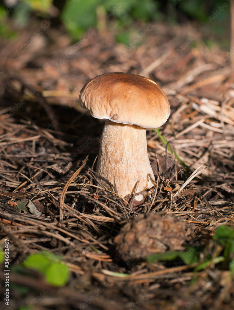 Boletus edulis Boletus edulis