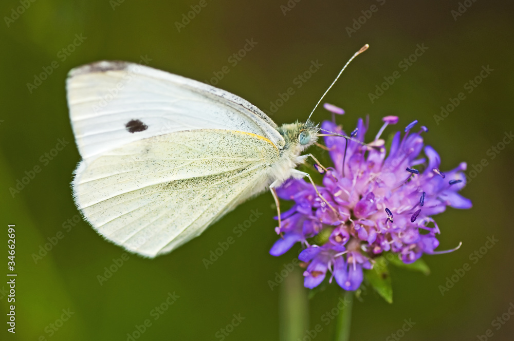Großer Kohlweißling, Pieris brassicae Großer Kohlweißling, Pieris brassicae