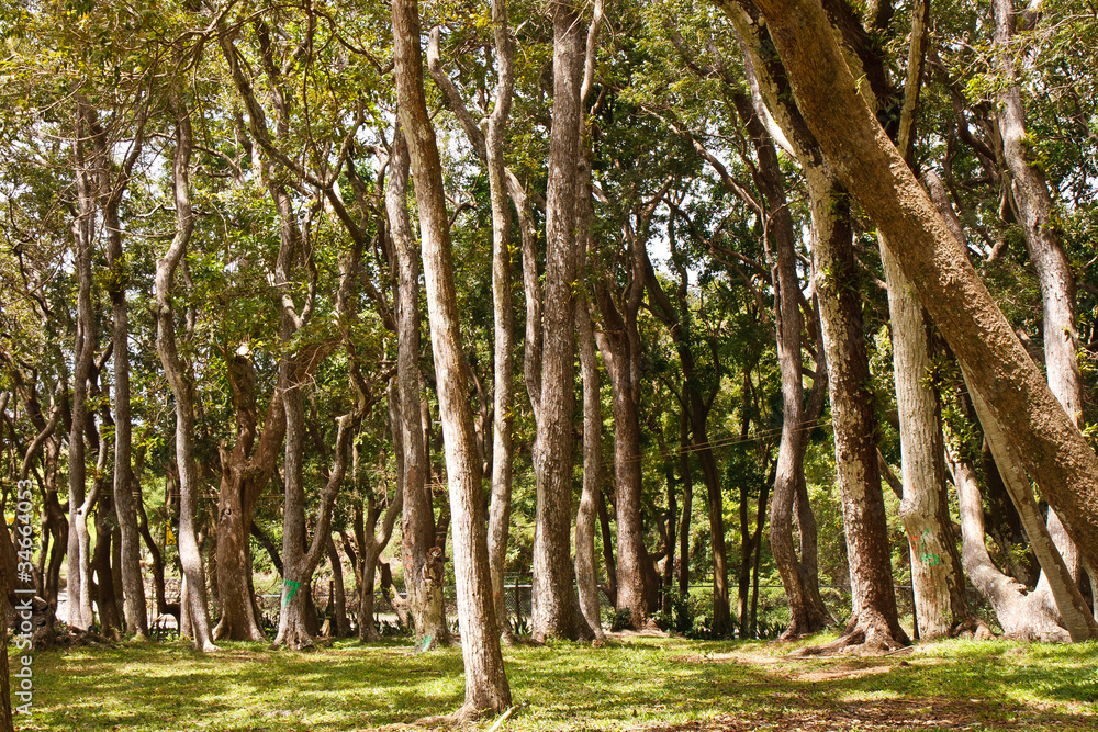 Fototapeta premium Grove of trees in a Tropical Park