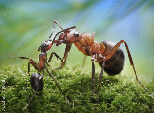 Fotografía ants feeding, formica rufa on chid care concept