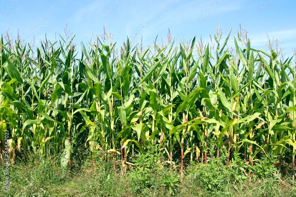 Corn field Corn field