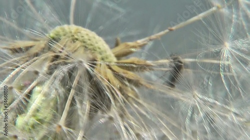 seed dandelion