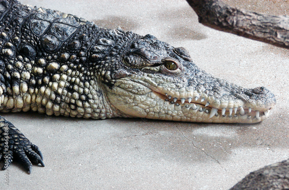 Crocodile du Nil