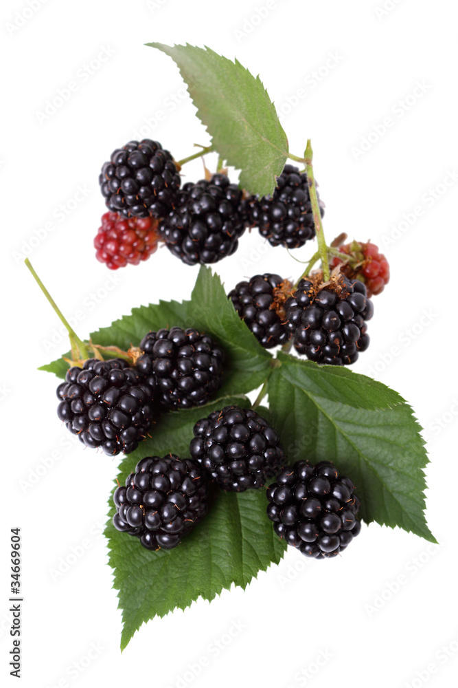 Blackberry branch with berries Blackberry branch with berries