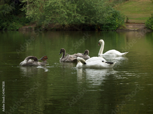 Cygnets and Parents