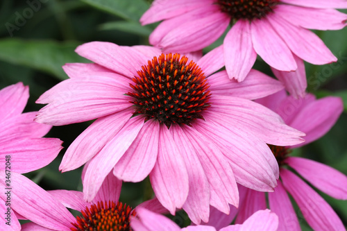 Fototapeta Naklejka Na Ścianę i Meble -  Purple coneflower (Echinacea purpurea)