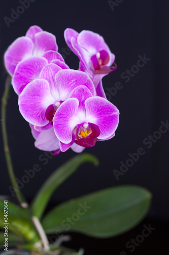 pink orchid