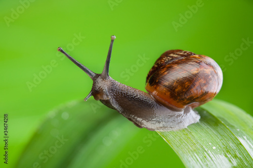 Beautiful charismatic snail