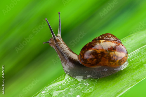 Interested snail