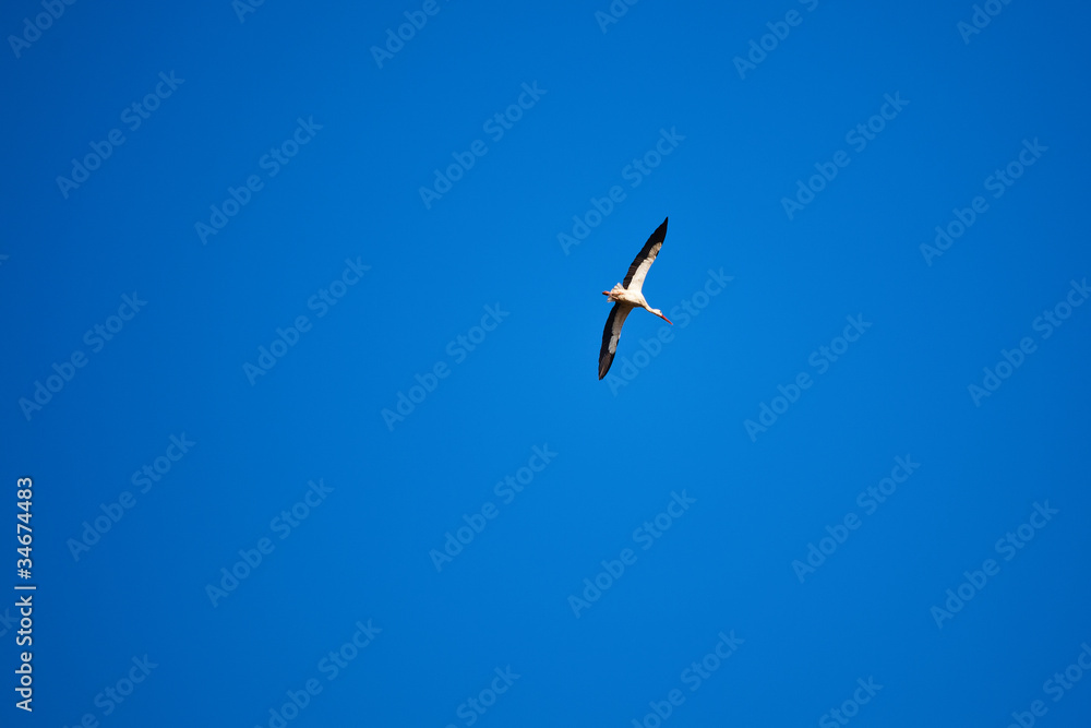 White stork flying on a blue sky