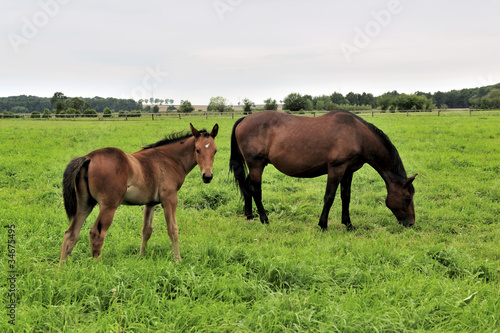 animals, brown, farmland, field, landscape, nature, horses © jurewicz
