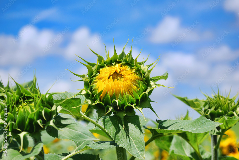 Girasol a punto de florecer Stock Photo | Adobe Stock