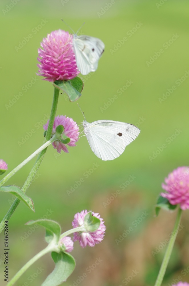 Naklejka premium モンシロチョウとセンニチコウ