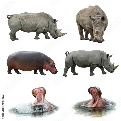 Collection of hippos and rhinos