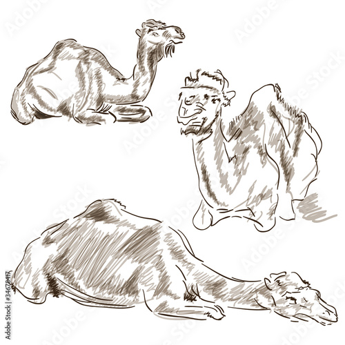 3camels