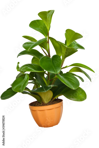 Ornamental plant in the pot