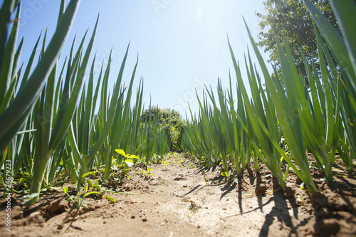 Rows of garlic plants in a garden.